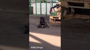 Смотрящий рынка😎😑 ( видео про собак )