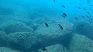 Подводная охота в Черном море! Зубарь