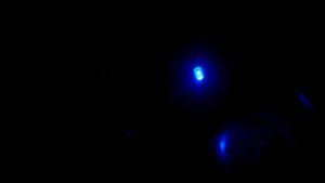 Проверяем ошибки Ford Scorpio N9D