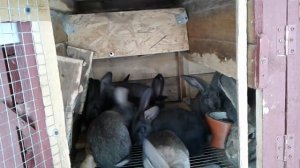 Кролиха не нарвала пух при окроле ♡ искусственное формирование гнезда ♡