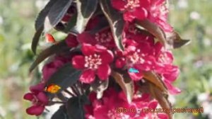 Яблоня колоновидная краснолистная Розовая сказка ? обзор: как сажать, саженцы яблони Розовая сказка