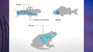 §7 "Органы и системы органов животных", Биология 6 класс, Сивоглазов