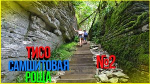 Тисо-самшитовая роща: 2 часть