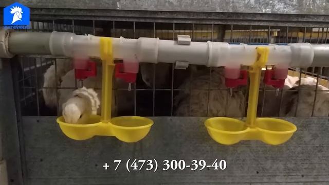 Система нипельного поения в клетках Kletkivrn.ru  клетки для кур