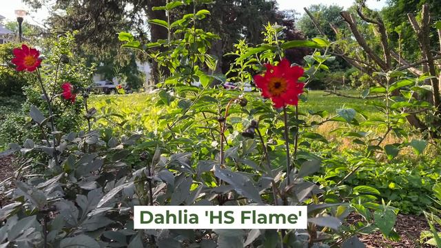 What's Blooming? - June 2, 2022 - Garden Blooms with Plant Names 🌺🌸🌹 смотреть онлайн