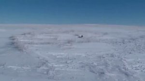 Поймали Манула