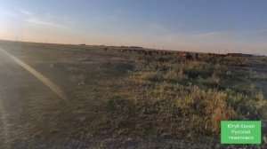 Первый раз заседлал пегую лошадь.| Табунное коневодство.