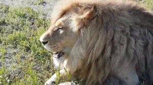 Лев Гирей кушает, а мы послушаем 🦁❤