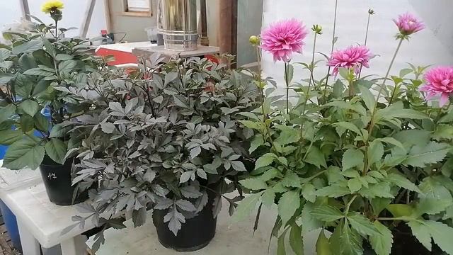 Мини-опт Зима - 2023. Самовывоз. Не жди, пока петух клюнет! Весна близко! Приём заказов открыт. смотреть онлайн