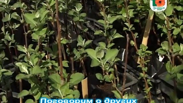 Зеленый дом: Что сажать этим летом на даче? смотреть онлайн