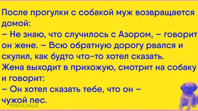 АНЕКДОТ ДНЯ 317 - О людях и собаках Смешные новые анекдоты с бородой Лучшие приколы New jokes