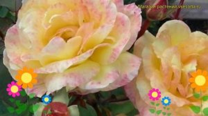 Роза чайно-гибридная Кенери. Краткий обзор, описание характеристик, где купить саженцы Canary