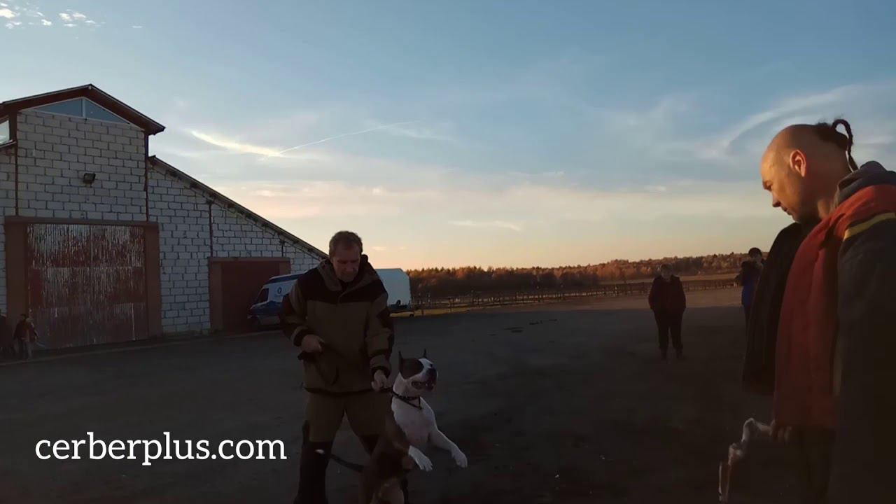 АМЕРИКАНСКИЙ СТАФФОРДШИРСКИЙ ТЕРЬЕР ОХРАНА ХОЗЯИНА