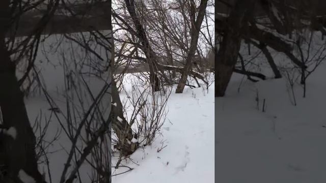 Ягдтерьер охотится на кабана смотреть онлайн