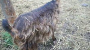 Козы не приходят  в охоту , выявление  тихушниц