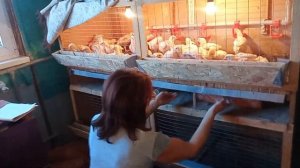 Важно Знать Для Выращивания! Выращивание Бройлеров В Домашних Условиях