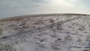 Степные охотники