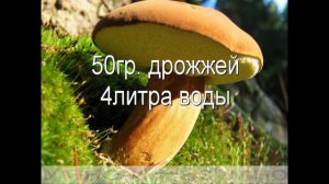 Выращиваем белые грибы в домашних условиях...