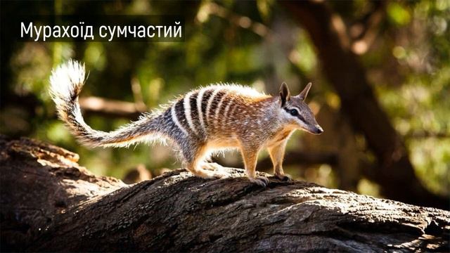 Тварини Австралії. Серія Природне довкілля. Відеопрезентація Фотоальбому