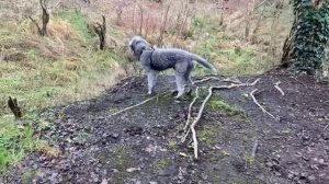 A Muddy, Woodland Walk For Dilwyn, The Bedlington Terrier