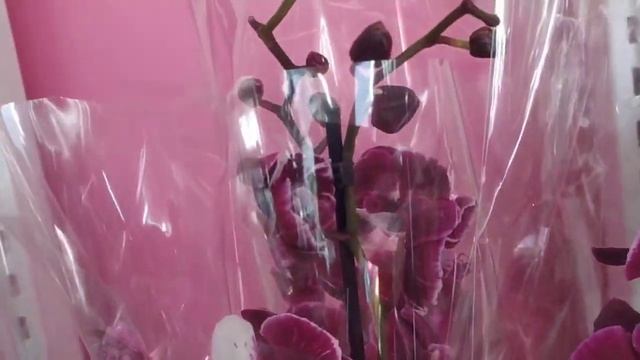 Вау! Сортовые орхидеи и не только. Франтера,Клеопатра, Жемчужина императора...