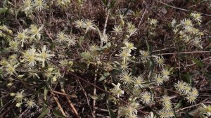 Clematis montevidensis - flora argentina - Barba de Viejo - igaú - Cabello de ángel