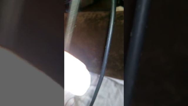 Собака в наушниках ШОУ смотреть онлайн