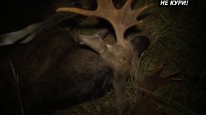 Охота на лося на гону. Охота на лося на вабу - 2021г