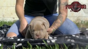 Extraordinary Golden Pocket American Bully Pups (Gran Dali/Big Dogs Romania/Dax Line)