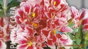 Годеция крупноцветковая Рембрандт (rembrandt) ? обзор: как сажать, семена годеции Рембрандт