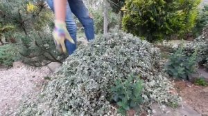 ЖИВАЯ ИЗГОРОДЬ из бересклета на альпийской горке. Как стричь?