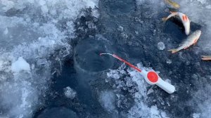 Рыбалка на окуня, квх, ЕНИСЕЙ , красноярское водохранилище. Ловим на мотыля и балансир.