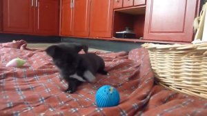 Чихуахуа играет с мячиком  Щенок чихуахуа веселится