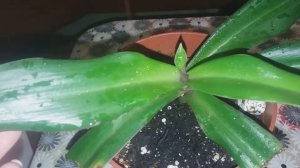 ТРАДЕСКАНЦИЯ ЛОПАТЧАТАЯ.РИО.