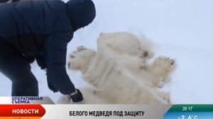 В НАО выявлен факт сбыта шкуры белого медведя