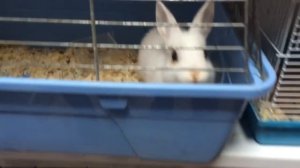 VLOG: Новый питомец. Покупаем кролика