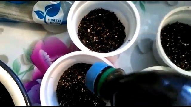 Красиво цветущий однолетник - Немофила (американская незабудка). Выращиваем рассаду.. смотреть онлайн