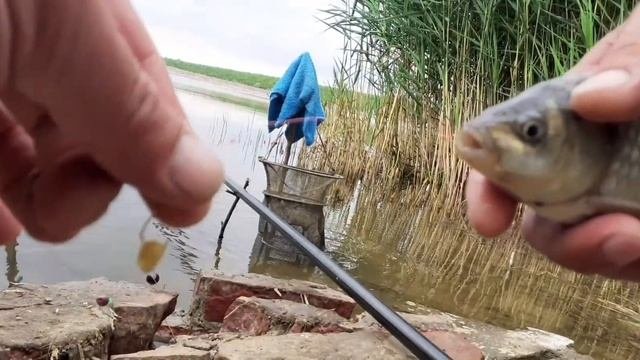 16.06.2022 РЫБАЛКА на КАРАСЯ,крючки OWNER!NRG Fishing