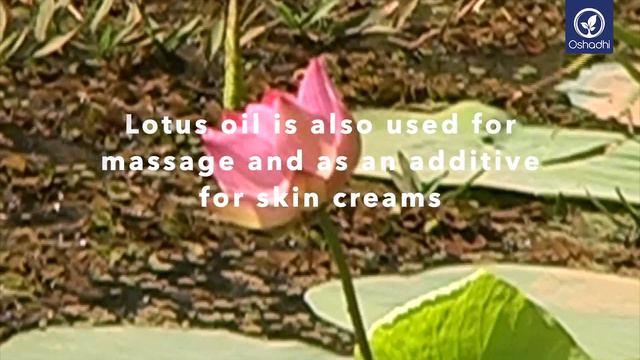 Lotus | Essential-Oil-Plant Portrait by Dr. Malte Hozzel смотреть онлайн