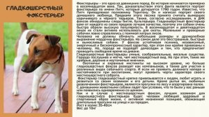 Гладкошерстный фокстерьер