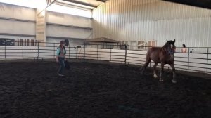 The Art of Round Penning; many watch and few see (Stepper Part 1)