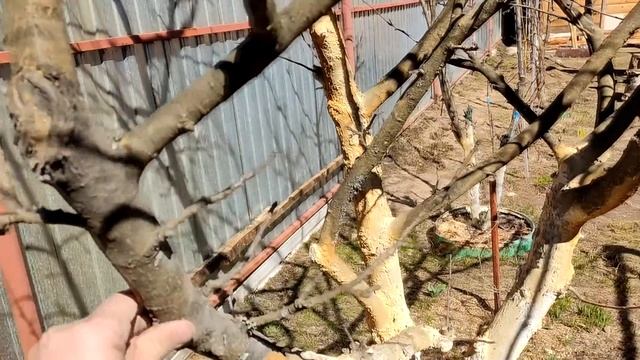 Избавляемся от лишайника на деревьях! смотреть онлайн