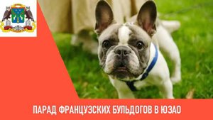 Парад французских бульдогов в ЮЗАО