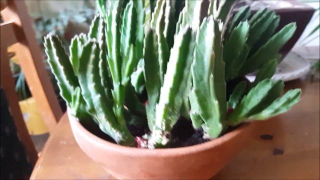 Update of Stapelia grandiflora one year later. смотреть онлайн