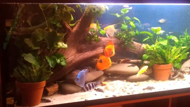 Дискусы, фронтозы. смотреть онлайн