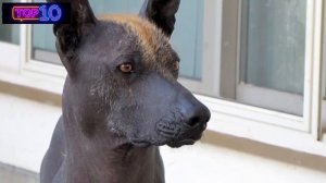 ТОП 10 САМЫХ РЕДКИХ ПОРОД СОБАК В МИРЕ