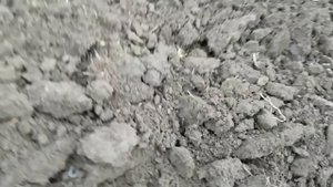 Рвем плужную подошву. Пахота трактором мтз 82.1 и плуг Бомет 4 корпуса.
