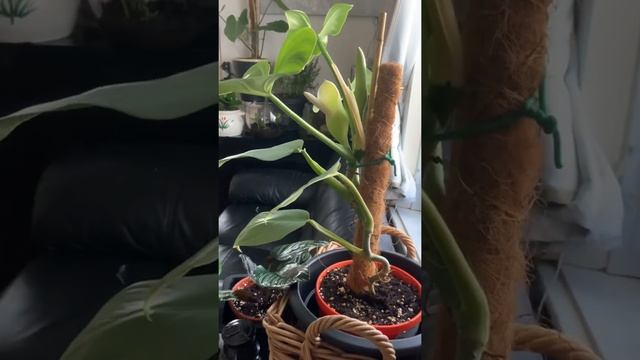 Philodendron Silver Queen Flowering