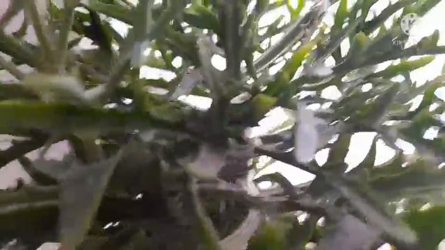 Обзор-на растение молочай усковиточный,каланхое олени рожки. смотреть онлайн