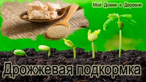 ДРОЖЖЕВАЯ БОЛТУШКА ! Лучшая подкормка для растений!
